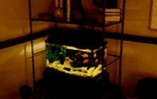 Mulder's fish tank